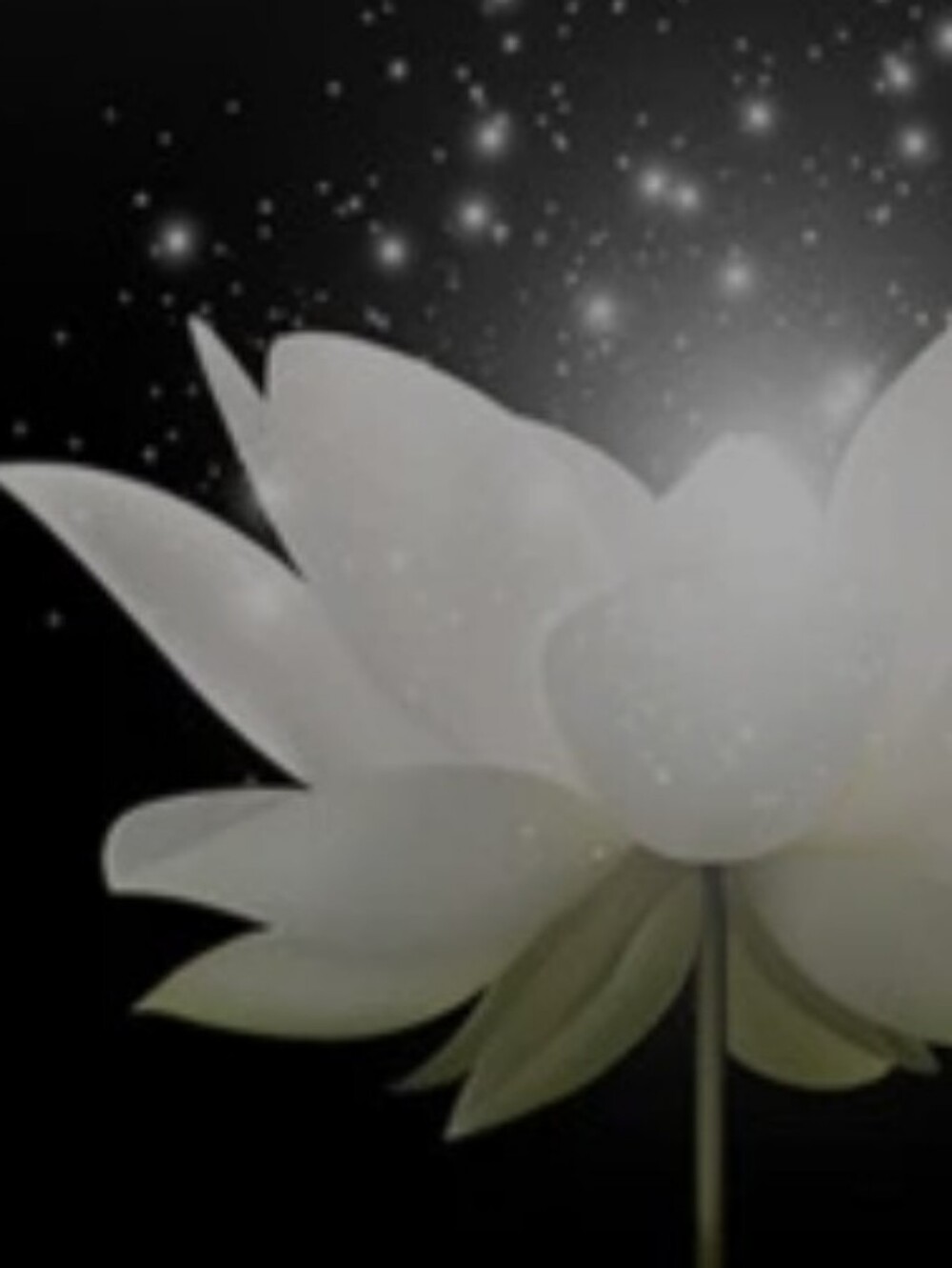 White Lotus Flower Black Shower Curtain Elegant Floral Bath Decor Plus Hooks